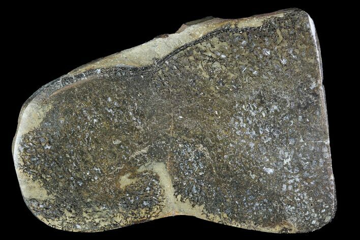 Polished Iguanodon Bone Slab - Isle Of Wight #96011